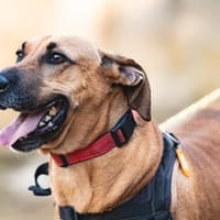 STARKY, chien à adopter