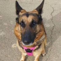 Black, chien à adopter