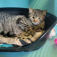 YAHOO, chatte à adopter