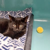 INCONNU, chatte à adopter