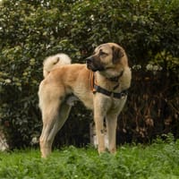 ALABACH, chien à adopter