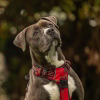 UKY, chien à adopter