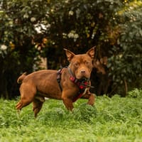 SPOKY, chien à adopter