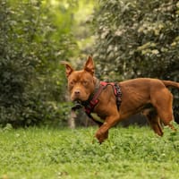SPOKY, chien à adopter
