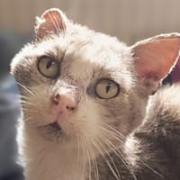 Almond, chat à adopter