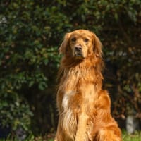 LUIGY, chien à adopter