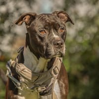 JAROD, chien à adopter