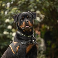 TWIST, chien à adopter