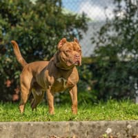 BRUCE, chien à adopter