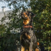 SALVADOR, chien à adopter