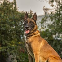 Rhesus, chien à adopter