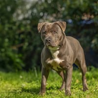 ORION, chien à adopter