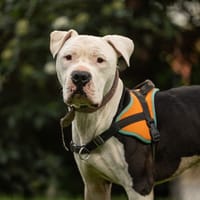 SHARK, chien à adopter