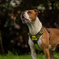 AKA, chien à adopter