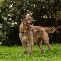 JAMES, chien à adopter