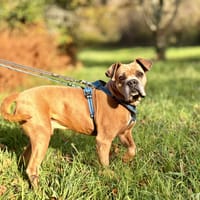 COSMOS QCN, chien à adopter