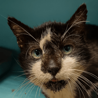 Kelvin, chat à adopter