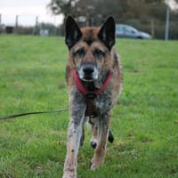 Lego, chien à adopter