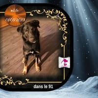 Junior, chien à adopter