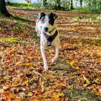 Vador l'adorable petit guerrier tripatte, chien à adopter