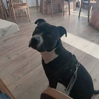 ARA, chien à adopter