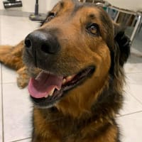 BOUBOU, chienne à adopter