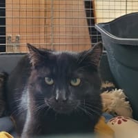 MYSTERY, chat à adopter