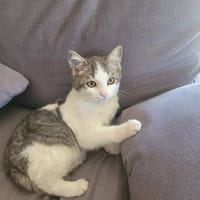 JINU, chat à adopter