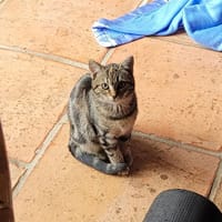 RUMI, chatte à adopter