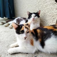 PRALINETTE, chatte à adopter