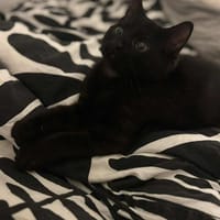 Fripon, chat à adopter