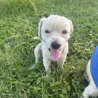 CHABIN notre boule d'amour créole, chien à adopter