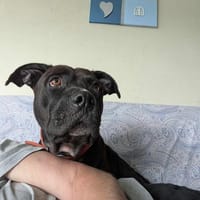 Paty, une créole en Normandie, chienne à adopter