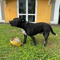 Rasta Rocquet, qui attend que quelqu'un l'aime, chien à adopter