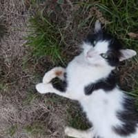 MILKY, chat à adopter