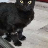 CASSIE, chatte à adopter