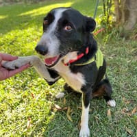 Alzira, perra en adopción