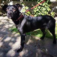 Baldomero, perro en adopción