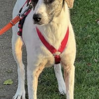 Chestnut, ein liebes Hundemädchen, Hündin zur Adoption