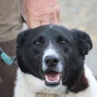 Aria - perfekt für Familie mit Kindern, Hündin zur Adoption