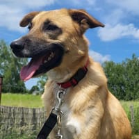 Emil  Ein kleiner Charakterkopf, Hund zur Adoption