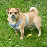 Michel sucht sein neues Zuhause, Hund zur Adoption