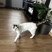 Schmusekatze ANNABELLE sucht!, Katze zur Adoption