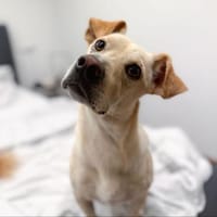 Goldiger Chop sucht Köbchen !, Hund zur Adoption