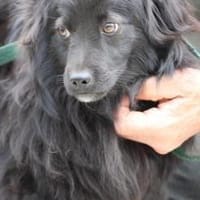 Janu - kinderlieber Jungrüde, Hund zur Adoption