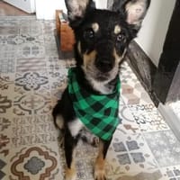 Liebevoller Rüde sucht sein Zuhause, Hund zur Adoption