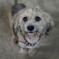 🐾 🌸 Annika  ein Herz auf vier Pfoten, Hündin zur Adoption