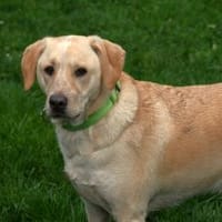 Nacho sucht ein neues Zuhause, Hund zur Adoption