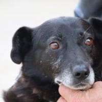 Magula - ruhig u. sehr lieb, Hündin zur Adoption