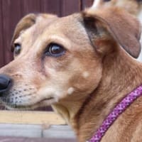 Mathilda ❤ wartet in 90427 Nürnberg, Hündin zur Adoption